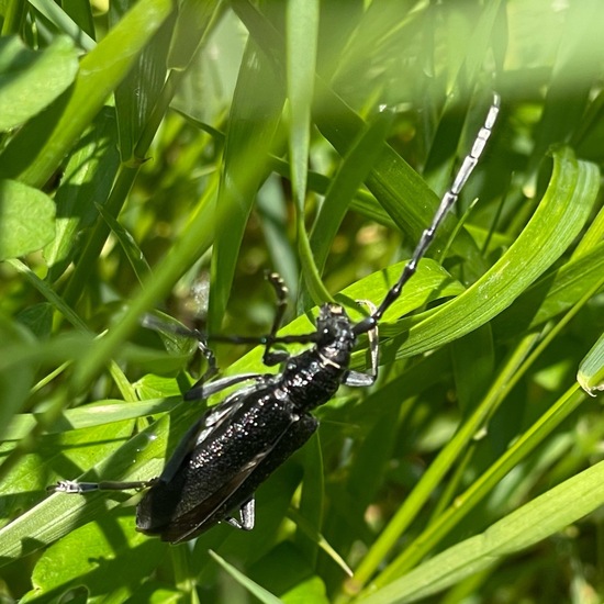 Cerambyx cerdo cerdo: Tier im Habitat Garten in der NatureSpots App