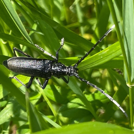 Cerambyx cerdo cerdo: Tier im Habitat Garten in der NatureSpots App