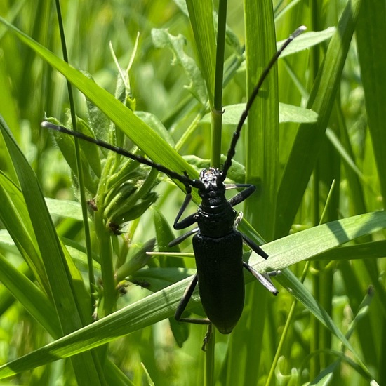 Cerambyx cerdo cerdo: Tier im Habitat Garten in der NatureSpots App