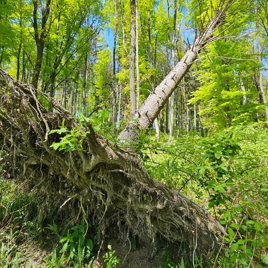 andere Art: Pflanze im Habitat Wald der gemäßigten Breiten in der NatureSpots App