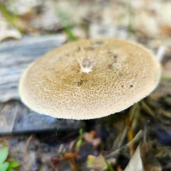 Weitlöcheriger Stielporling: Pilz im Habitat Borealer Nadelwald in der NatureSpots App