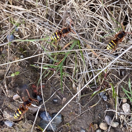 Wespenbienen: Tier im Habitat Büsche/Heide in der NatureSpots App