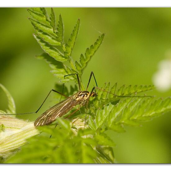 Nephrotoma appendiculata: Animal in habitat Grassland in the NatureSpots App