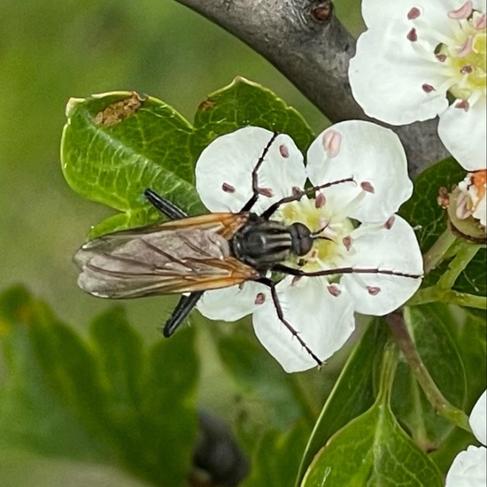 Gewürfelte Tanzfliege: Tier im Habitat Büsche/Heide in der NatureSpots App