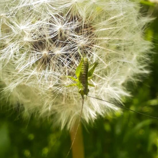 Grünes Heupferd: Tier im Habitat Stadt und Garten in der NatureSpots App