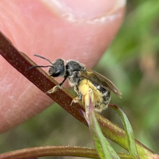 Lasioglossum sexstrigatum: Animal in habitat Shrubland in the NatureSpots App