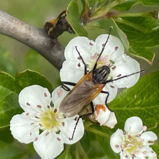 Gewürfelte Tanzfliege: Tier im Habitat Büsche/Heide in der NatureSpots App