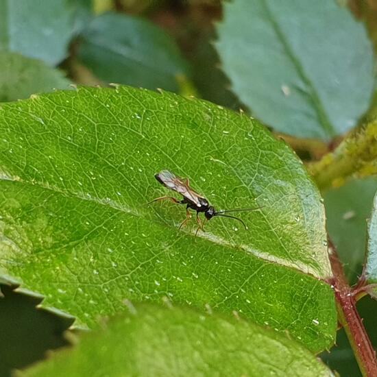 Schlupfwespen: Tier im Habitat Innenstadt in der NatureSpots App