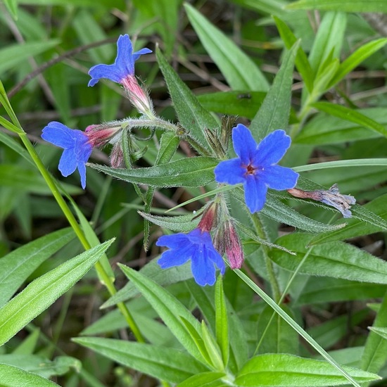 Blauroter Steinsame: Pflanze im Habitat Landwirtschaftliche Wiese in der NatureSpots App