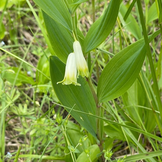 Echtes Salomonssiegel: Pflanze im Habitat Landwirtschaftliche Wiese in der NatureSpots App