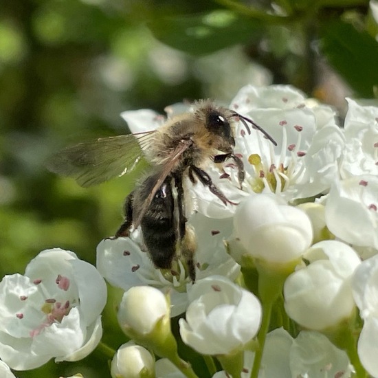 Apis mellifera: Animal in habitat Temperate forest in the NatureSpots App