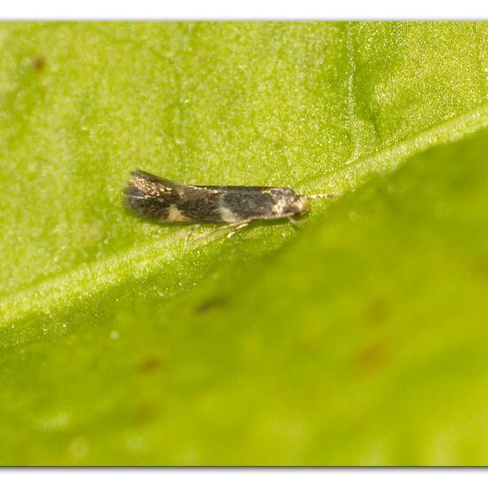 Elachista apicipunctella: Tier im Habitat Grasland und Büsche in der NatureSpots App