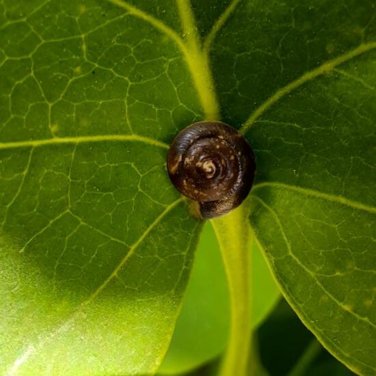 Hygromia cinctella: Tier in der Natur in der NatureSpots App