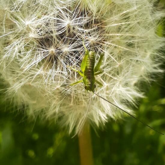 Grünes Heupferd: Tier im Habitat Stadt und Garten in der NatureSpots App