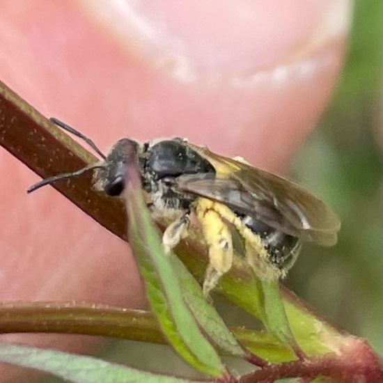 Lasioglossum sexstrigatum: Animal in habitat Shrubland in the NatureSpots App