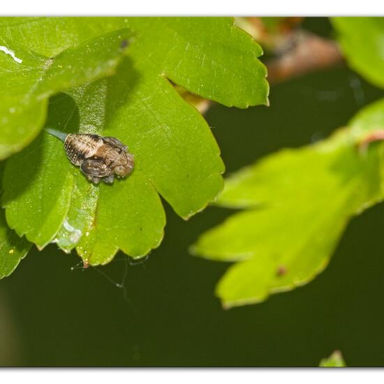 Issus coleoptratus: Animal in habitat Grassland in the NatureSpots App