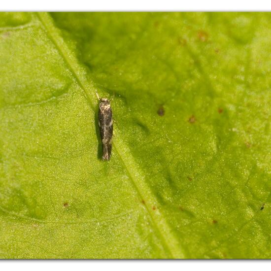 Elachista apicipunctella: Tier im Habitat Grasland und Büsche in der NatureSpots App