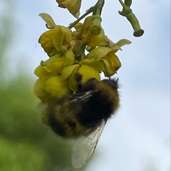 Wiesenhummel: Tier im Habitat Büsche/Heide in der NatureSpots App