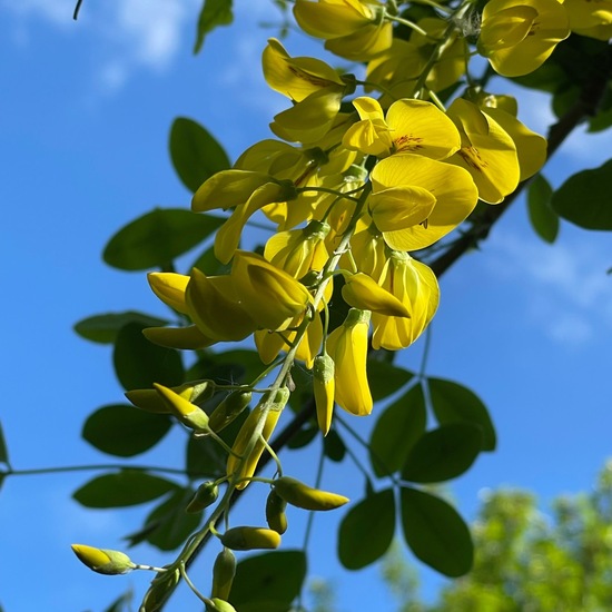 Laburnum anagyroides: Plant in habitat Temperate forest in the NatureSpots App