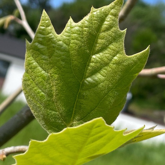 Platanus × hispanica: Plant in habitat Agricultural meadow in the NatureSpots App