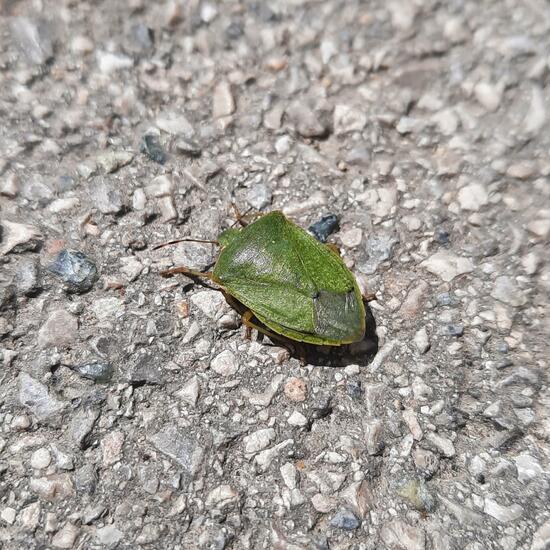 Green shield bug: Animal in nature in the NatureSpots App