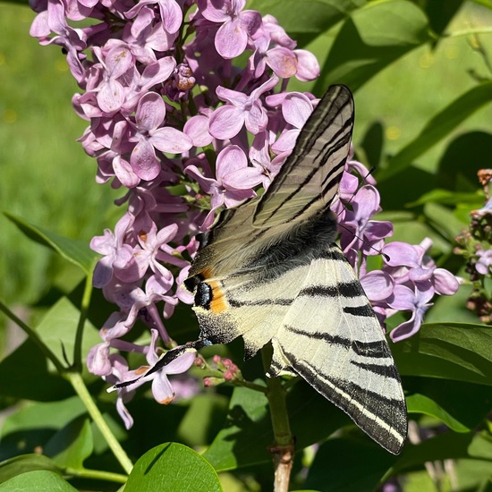 Scarce Swallowtail: Animal in habitat Garden in the NatureSpots App