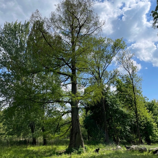 Echte Sumpfzypresse: Pflanze im Habitat Park in der NatureSpots App