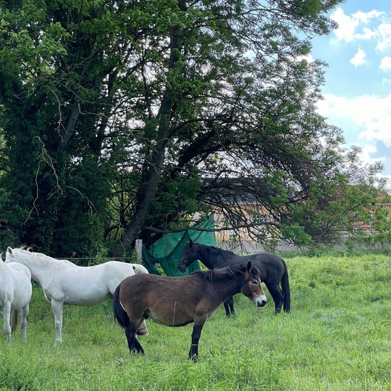 Pferde: Tier im Habitat Park in der NatureSpots App