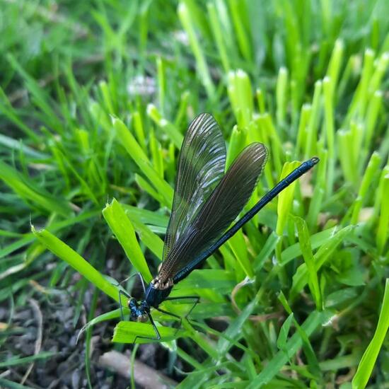 Beautiful Demoiselle: Animal in nature in the NatureSpots App