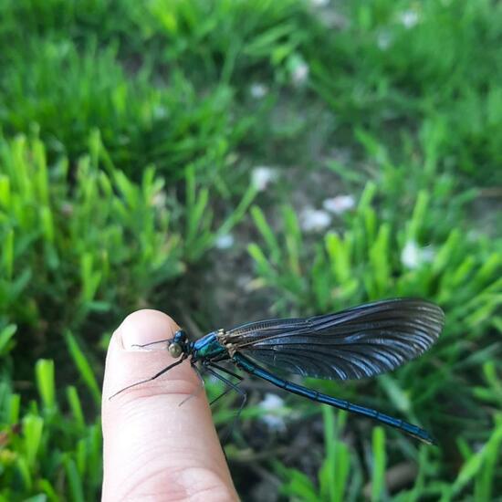 Beautiful Demoiselle: Animal in nature in the NatureSpots App