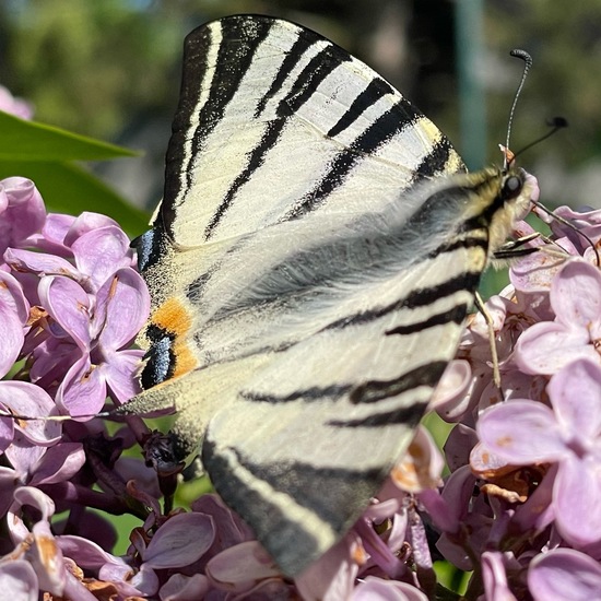 Scarce Swallowtail: Animal in habitat Garden in the NatureSpots App