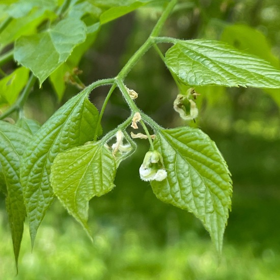 Glattblättriger Zürgelbaum: Pflanze im Habitat Park in der NatureSpots App