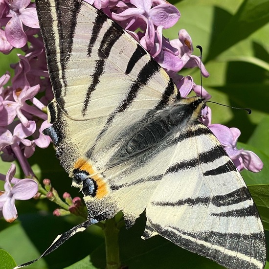 Segelfalter: Tier im Habitat Garten in der NatureSpots App