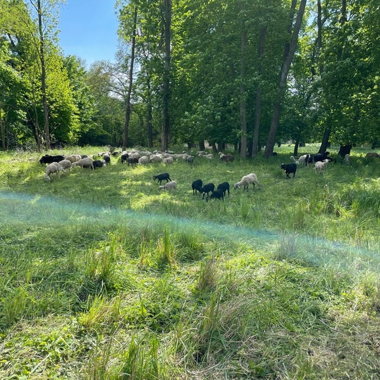 Schafe: Tier im Habitat Park in der NatureSpots App