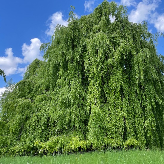 Hänge-Buche: Pflanze im Habitat Park in der NatureSpots App