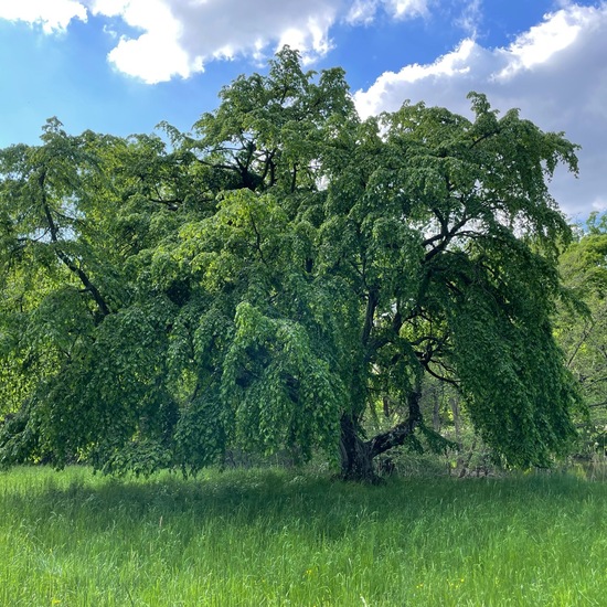 Hainbuche: Pflanze im Habitat Park in der NatureSpots App