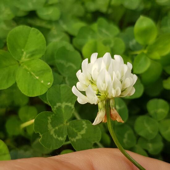 Trifolium repens: Plant in habitat City and Urban in the NatureSpots App