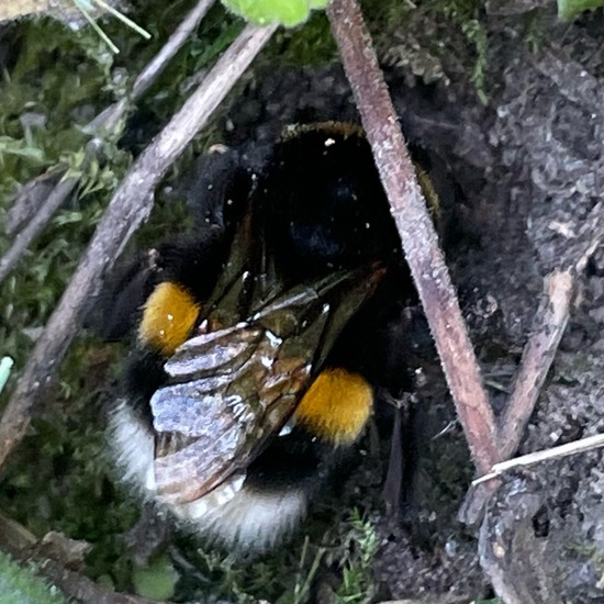 Dunkle Erdhummel: Tier im Habitat Auwald in der NatureSpots App