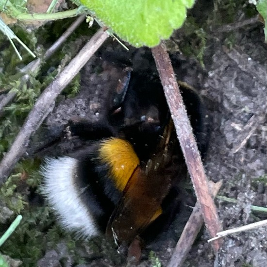 Dunkle Erdhummel: Tier im Habitat Auwald in der NatureSpots App