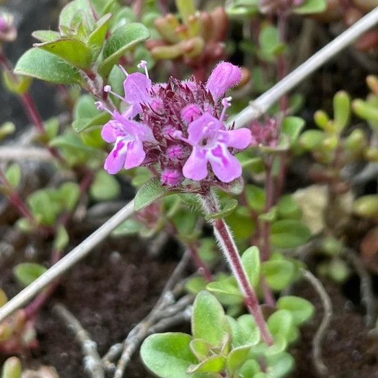 Frühblühender Thymian: Pflanze im Habitat Felsgebiet in der NatureSpots App