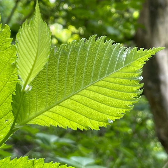 Flatterulme: Pflanze im Habitat Auwald in der NatureSpots App