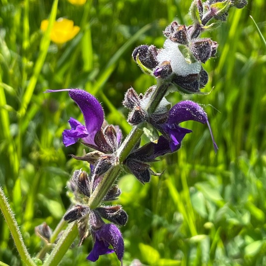 Wiesenschaumzikade: Tier im Habitat Landwirtschaftliche Wiese in der NatureSpots App