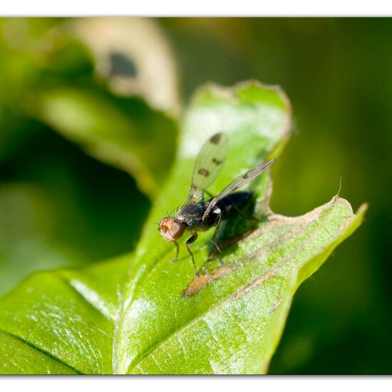 Geomyza tripunctata: Animal in habitat Garden in the NatureSpots App