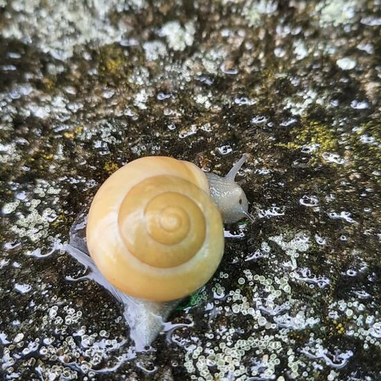 Garten-Bänderschnecke: Tier in der Natur in der NatureSpots App