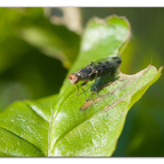 Geomyza tripunctata: Animal in habitat Garden in the NatureSpots App