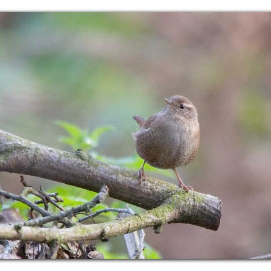 Eurasian Wren: Animal in habitat Backyard in the NatureSpots App