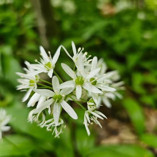 Allium ursinum: Plant in habitat Riparian forest in the NatureSpots App