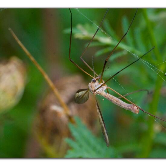 Tipula paludosa: Animal in habitat Garden in the NatureSpots App