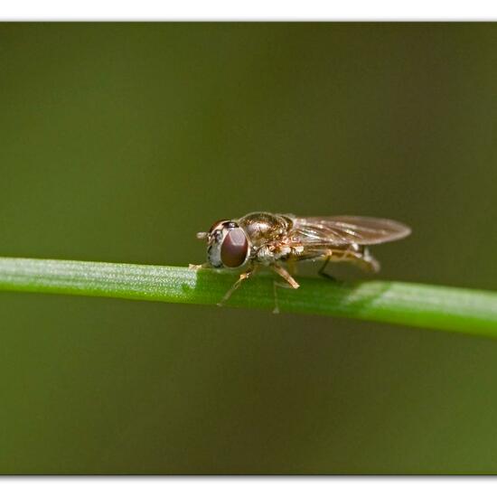 Platycheirus scutatus: Animal in habitat Garden in the NatureSpots App