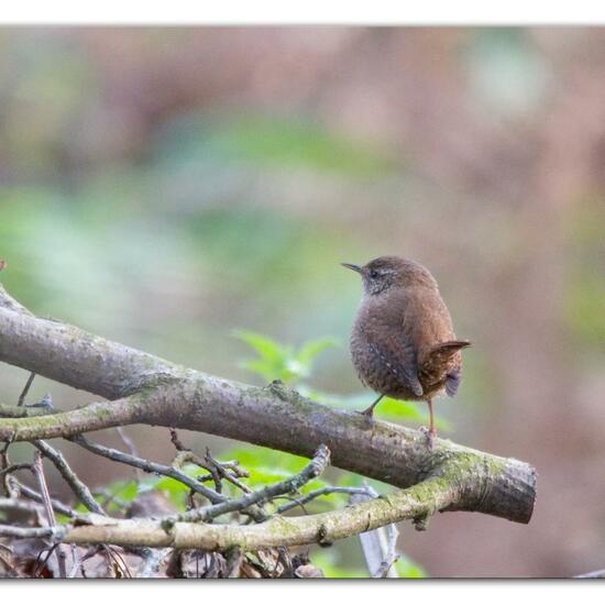 Eurasian Wren: Animal in habitat Backyard in the NatureSpots App